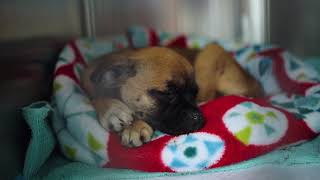 Day & Night with the Arizona Humane Society