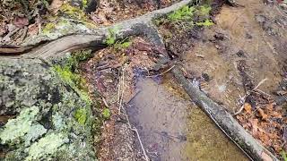 Flooded trail down to Wyer Island
