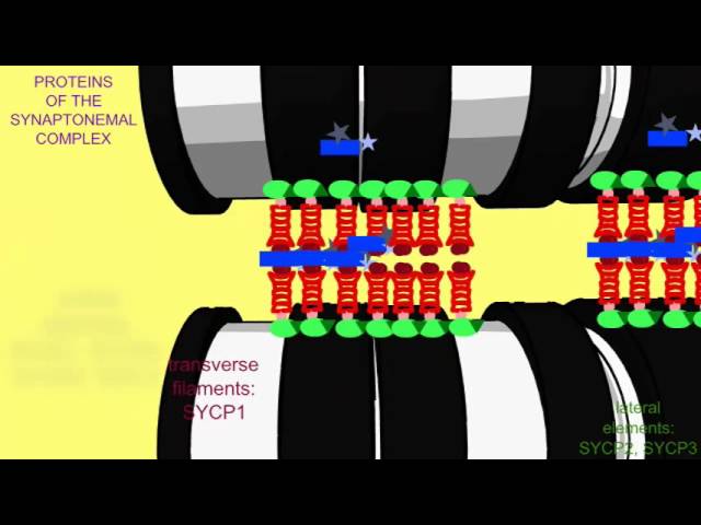 SYNAPTONEMAL COMPLEX PROTEINS - YouTube