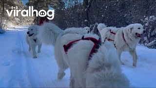 Dog Sledding in Dayton Wyoming || ViralHog