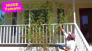 Starting SEEDS for the Fall Garden and TOMATO Food Supply