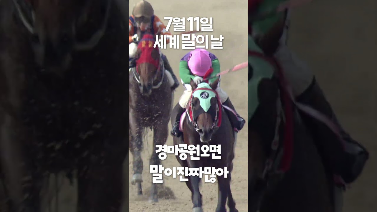 말이 너무 많은 세계 말의 날 #horse #경마