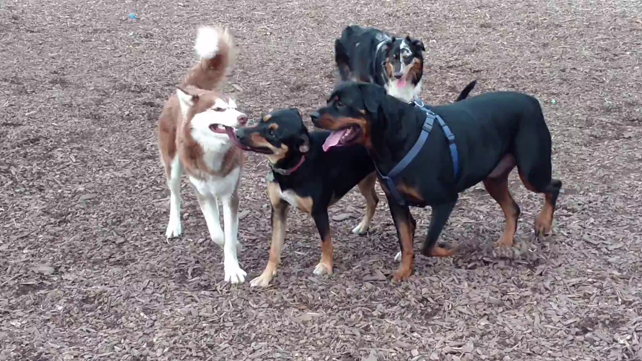 Husky Rottweiler Gsd Mix Australian Shepherd Dog Compete For A Tug Rope At Abington Dog Park Youtube