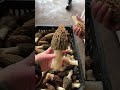Nature's Marvels: Foraging for Morel Mushrooms 🍄
