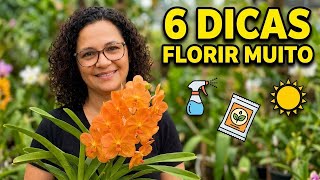 Segredos Para Uma Orquídea Florir Muito