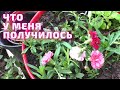 Обзор ЦВЕТОВ Из СЕМЯН. Мои цветы.