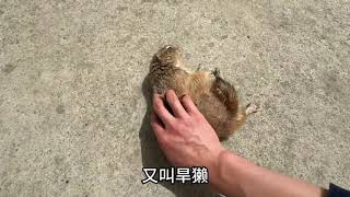 动物世界 #神奇动物在抖音 #宠物