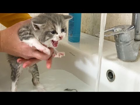 Video: Bath Day For A Cat