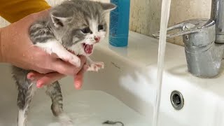 Первая ванна для котенка Джонни и его громкое мяуканье