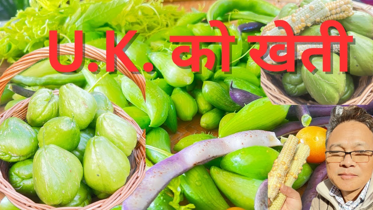 Escush & Solu Maize harvesting Nov 25 | How to keep alive escush for next year|