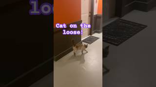 Midnight Zoomies Through Her Kingdom