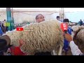 تحدي أمام كاميرا بين فلاح ومواطن بعد ما شرا علوش بزوز ملاين و350د فيه 35 كلغ وكان تهزو نرجعلك فلوسك 