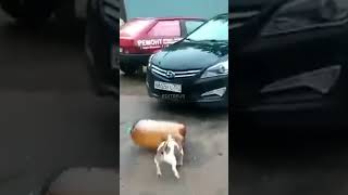 Yanında Şişe Patlayan Köpek Öpek