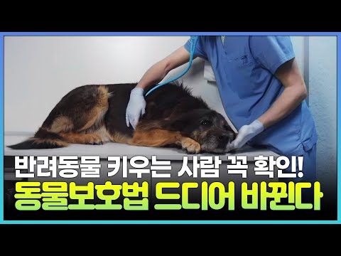 🚨&amp;#39;동물 학대 줄어드나?&amp;#39; 동물보호법이 바뀐다 👨🏻‍⚖️ | 반려동물 키우시는 분들 주목👀