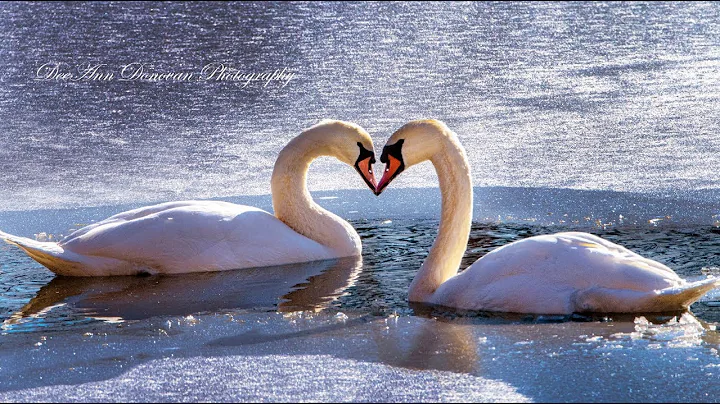 We're In It For Life  -  by Stephen Schaefer
