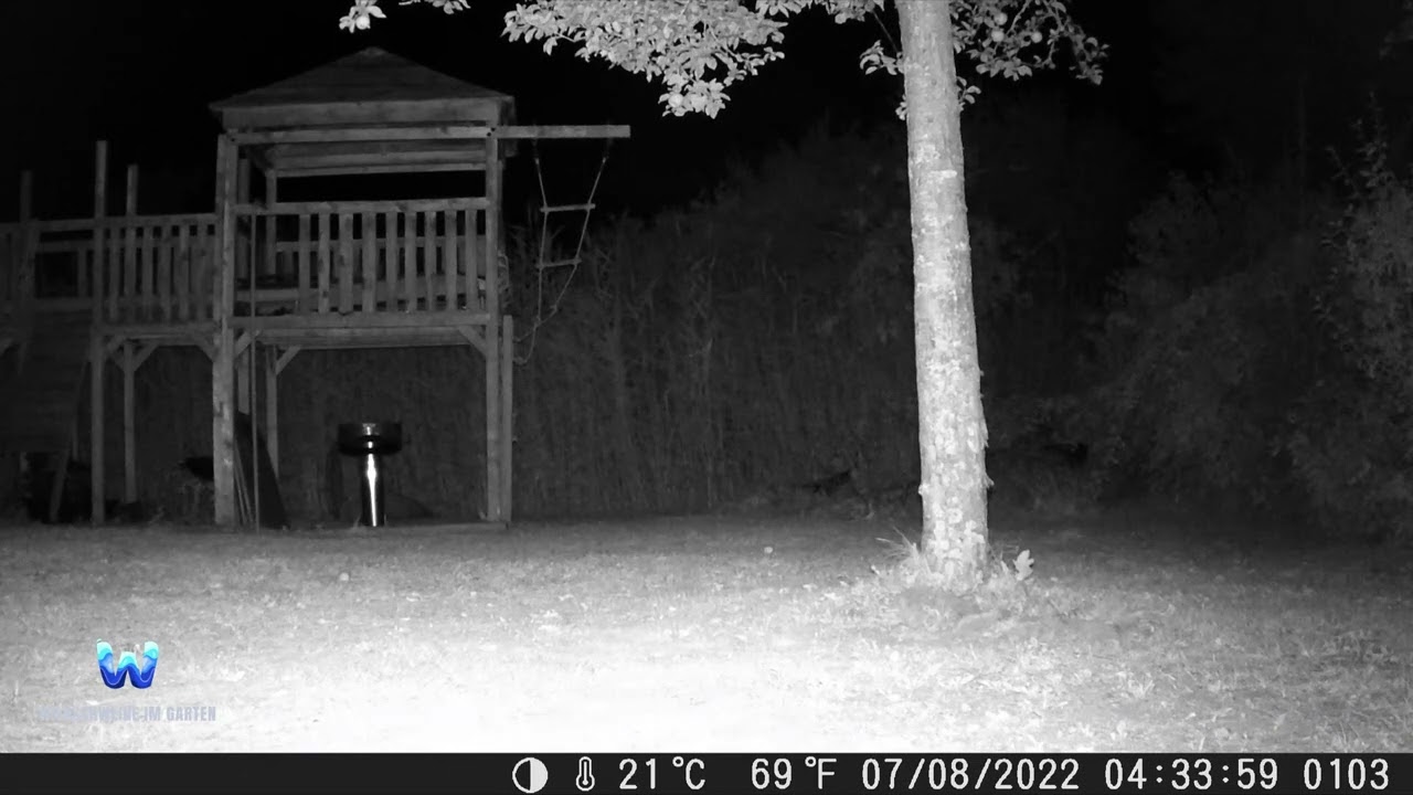 Wildschweine im Garten | Coolife H953 | Folge 29 