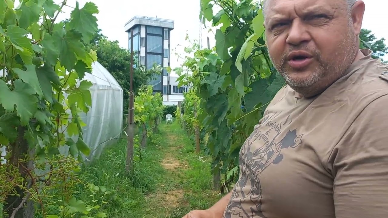 Zotyukert 71. - Mi a teendő, miután megindult a zöldbe fás oltás?