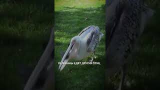 Австралийские пеликаны едят других птиц  - интересные факты о птицах