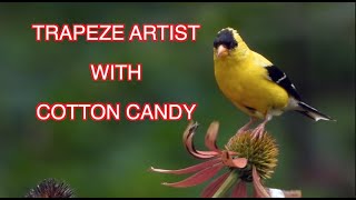 Goldfinches Eating Dead Flowers: NARRATED screenshot 5