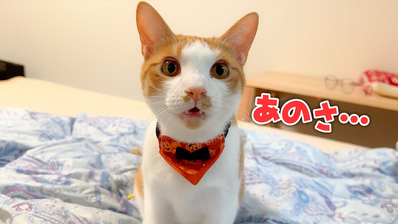 The moment I woke up, my cat started talking to me. - YouTube