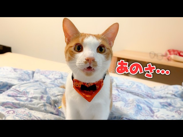 The moment I woke up, my cat started talking to me. - YouTube
