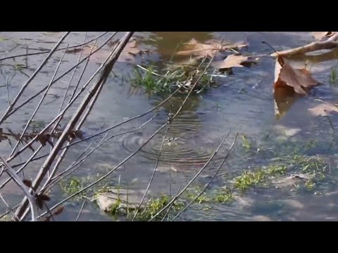 Βίντεο: Γιατί βγάζει φυσαλίδες το λινέλαιο;