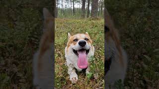 Happy corgi in blueberry meadow #dog #cutedog #corgi #cutestbaby #corgis