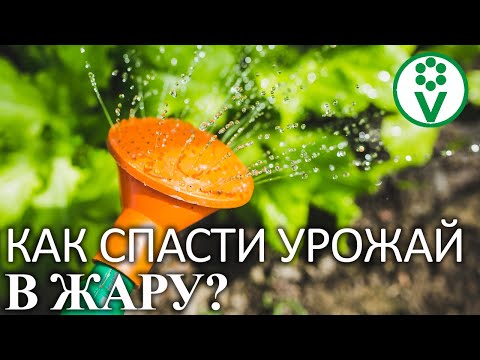 НЕ ПОТЕРЯЙТЕ УРОЖАЙ ИЗ-ЗА ЖАРЫ! Лучший способ спасти томаты и огурцы от засухи