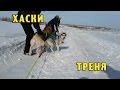 Хаски|Ездовой спорт| Тренировки...начало.