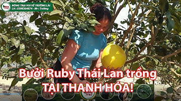 Bưởi Ruby Thái Lan trồng tại Thanh Hóa!