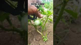 terong ajaib #terongkembar #petani