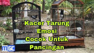 Download Lagu Kacer Dada Hitam Vs Kacer Dada Putih Emosi, Pancingan Agar Kuat Tarung Lama | Manuk Gacor Channel MP3