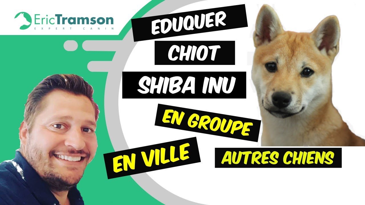 Comment habituer votre chien malinois et votre chien shiba inu  à marcher en ville et en laisse - YouTube