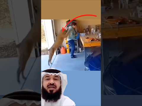 بينما كان الرجل في داره فوجئ بنمر يقتحم المكان وينقض نحوه بشكل مباغت اكسبلور لايك اقتباسات