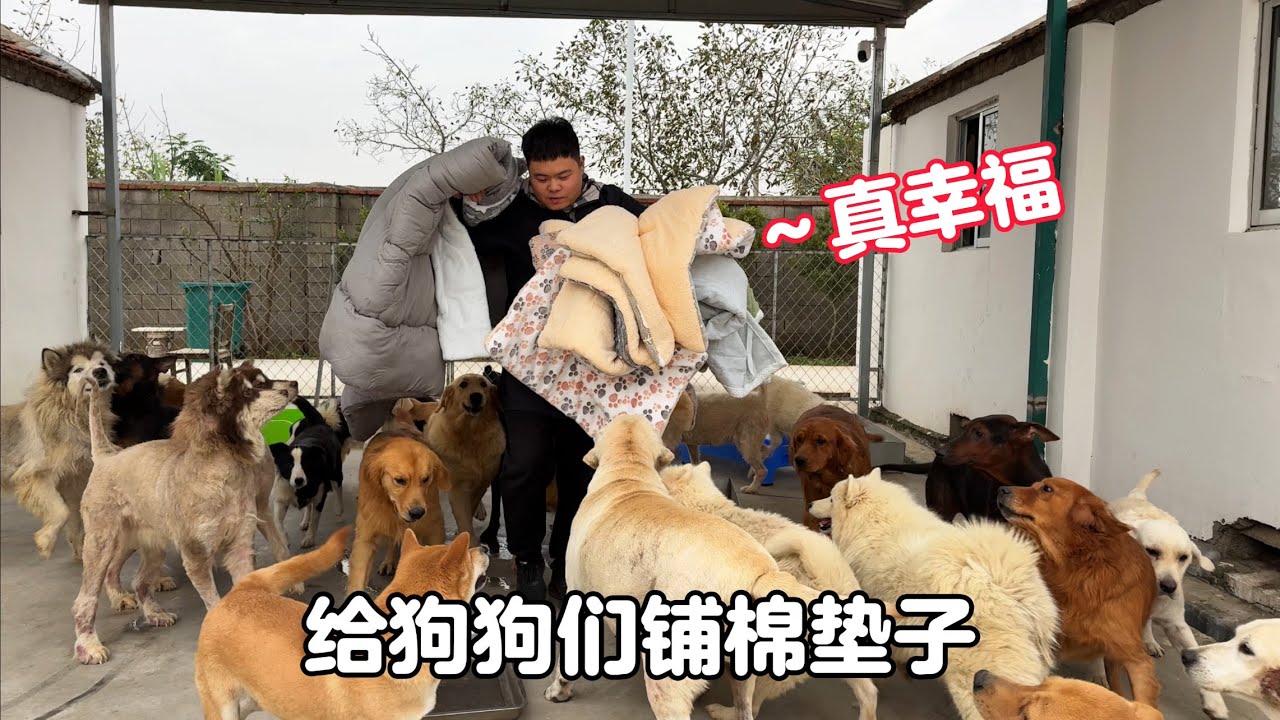 狗狗們鋪上棉墊子保暖，一個個高興得合不攏嘴，真是太幸福了