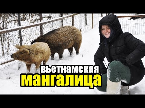 ВЬЕТНАМСКИЕ СВИНЬИ + МАНГАЛИЦА. Наш опыт, ошибки, содержание зимой