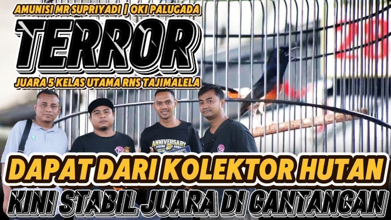 DAPAT DARI KOLEKTOR HUTAN, KINI STABIL JUARA | MURAI TERROR JUARA 5 KELAS UTAMA RNS TAJIMALELA ARENA