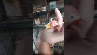 BIOLA LUTINO MM #bird #dunfallowlovebird #lovebirds #parrot #kicaumanianusantara #fyp
