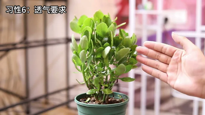 長壽花怎麼養？園藝師教你，長壽花的詳細養護技巧 - 天天要聞