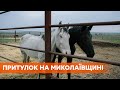 Новый дом для скота. Приют на Николаевщине спасает животных от смерти