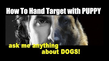 How to Hand Target with a PUPPY - Dog and Puppy Training Video