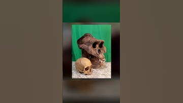 Gigantopithecus is the largest creature in the world! #shorts