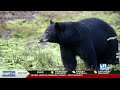 Black bears have been found entering Wood River Valley neighborhoods