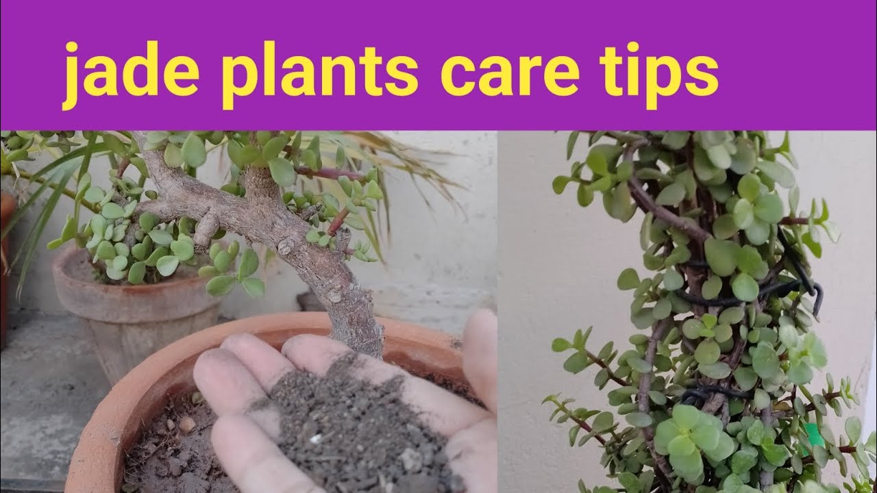 How to grow JADE PLANT from Cuttings with update, Jade bonsai through