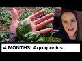 4 Month Update // Aquaponics // Growing Food In My Apartment