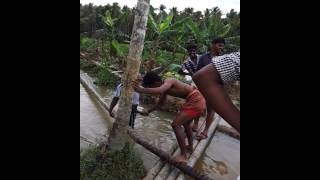 Golden star pattachal