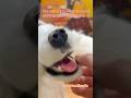 Can you imagine that its mouth and tongue are made of resin clay? #custom #diy #woolencraft #pets