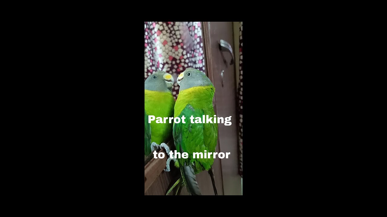 plum headed parrot talking ||   parrot talking on mirror