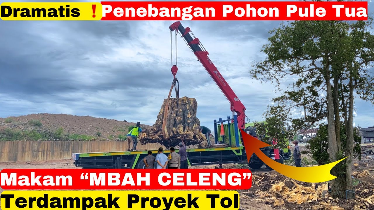 Alat Berat Sampai Lelah❗️ Pohon Pule Makam Kyai Kromo Ijoyo Ditebang Disertai Ritual - Terdampak TOL