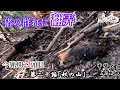 甲斐犬単独猟 第二十話「妖の山」Japanese hunting kaidog